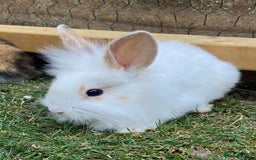 Mini Lion Lop rabbits for sale: mini lion lop rabbits  - Image 1