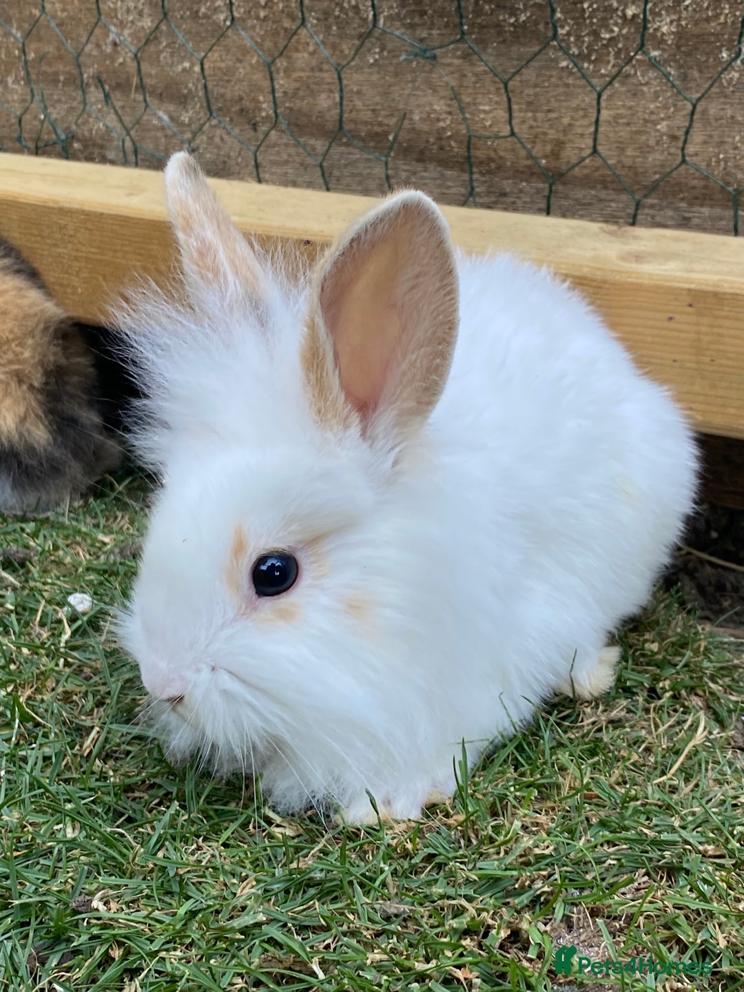 Mini Lion Lop rabbits for sale: mini lion lop rabbits  - Image 1
