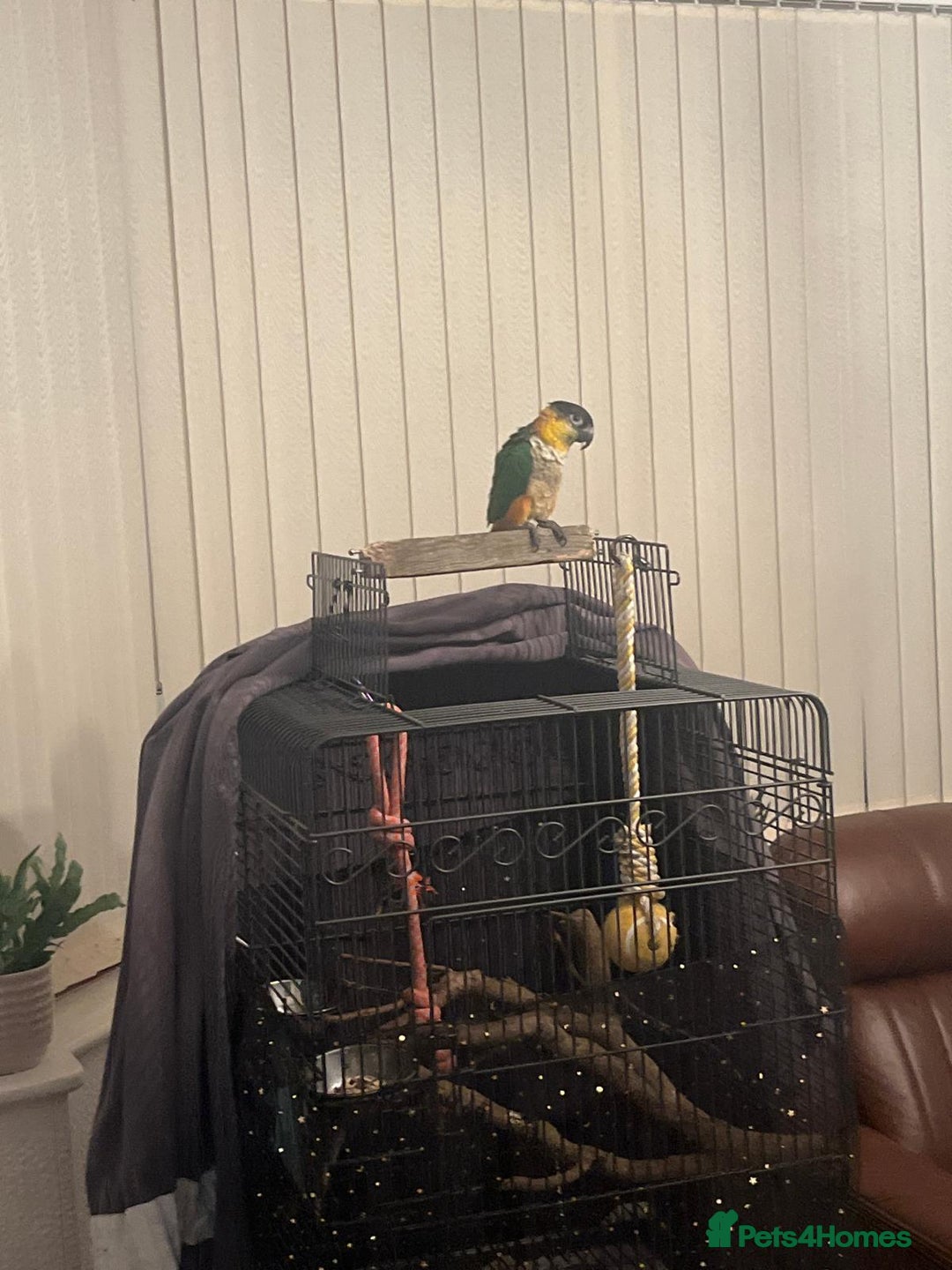 Parrots birds for sale: Caique 6 month  - Advert 1
