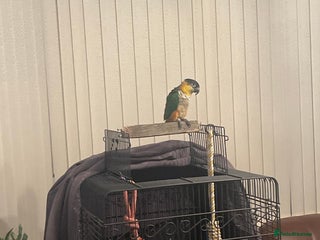 Parrots birds - Advert 17