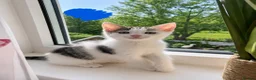 Khao Manee cats for sale: Kittens - Advert 5
