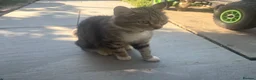 Mixed Breed cats for sale: Very fully cute kitten  - Advert 2