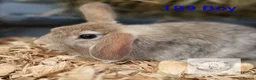 Mixed Breed rabbits for sale: 4 stunning bunnies looking for their new homes 🐇  - Advert 7