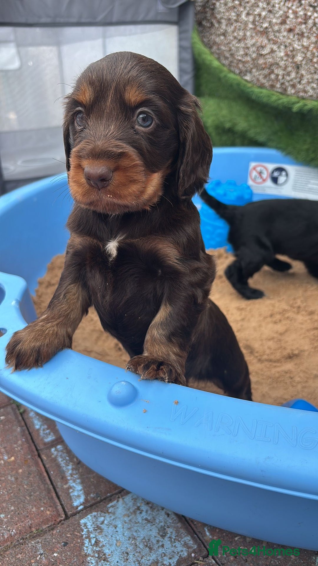 Cocker Spaniel dogs for sale: KC DNA SHOW TYPE COCKER SPANIEL!!  - Image 21