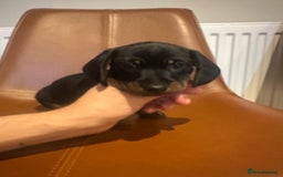 Dachshund dogs for sale: Chunky Standard Homebred Dachshunds - Image 19
