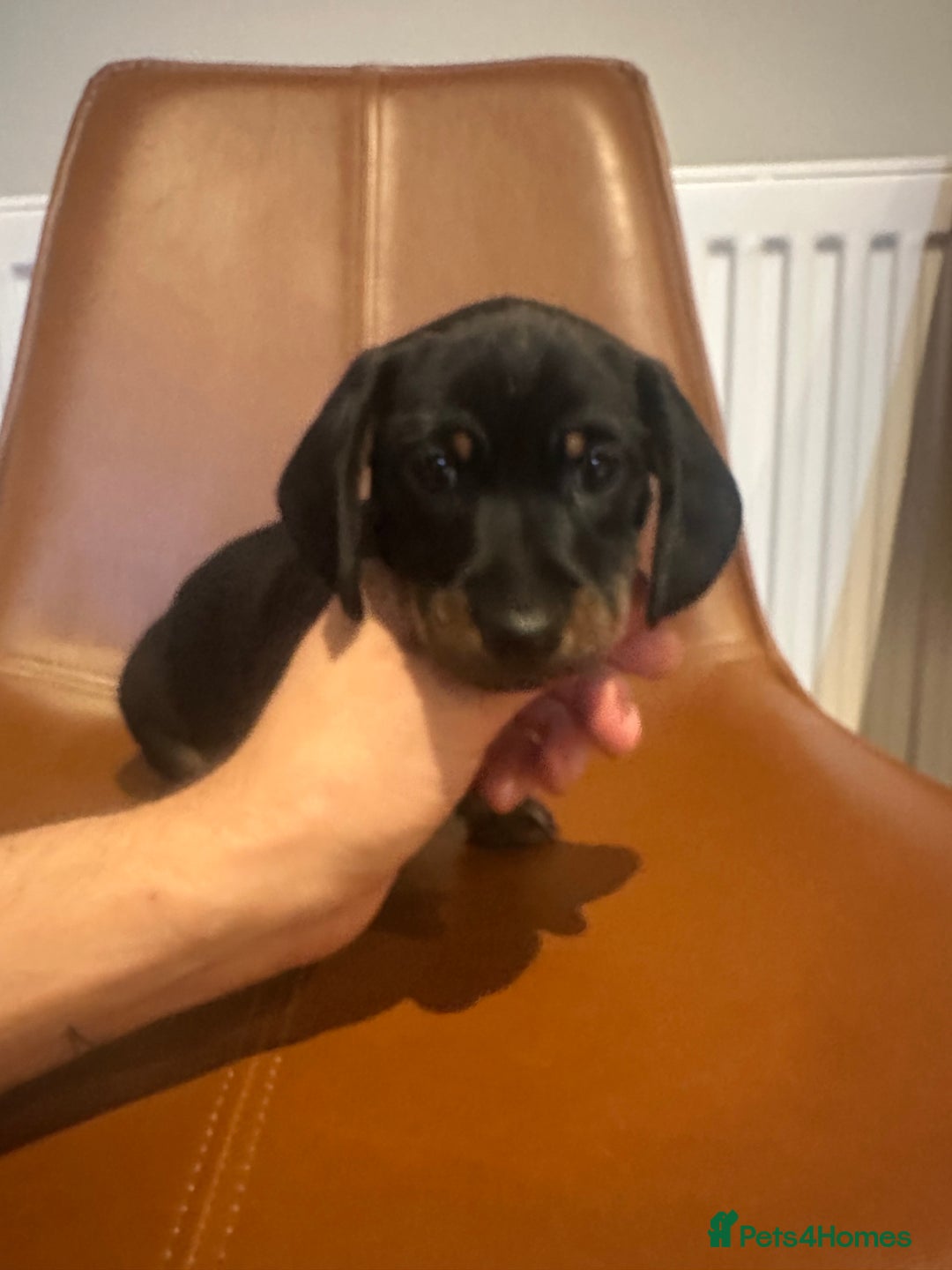 Dachshund dogs for sale: Chunky Standard Homebred Dachshunds - Image 19