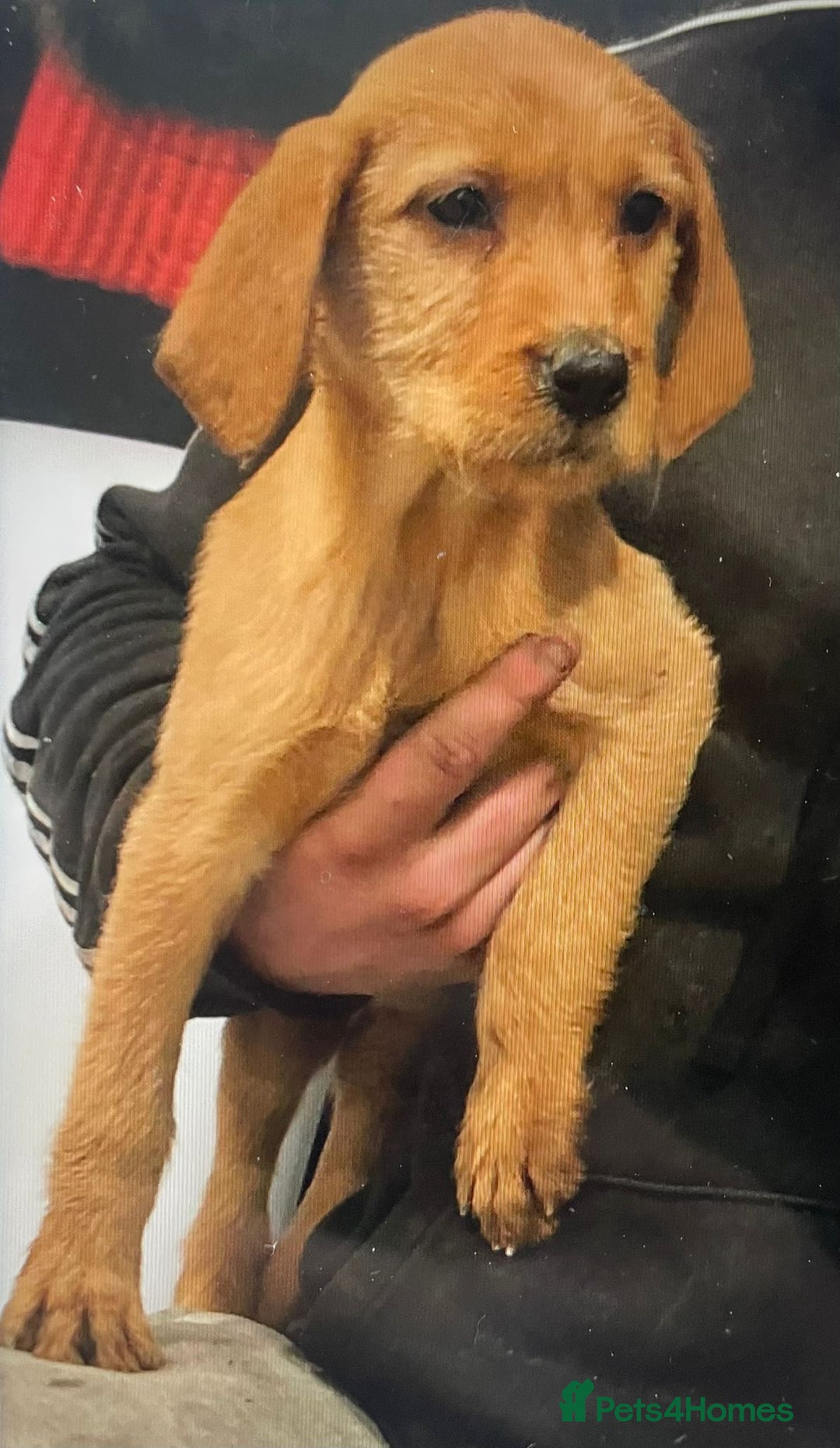 Mixed Breed dogs for sale: Hungarian Vizsla X Labrador Retriever - Advert 2