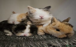 Lionhead rabbits for sale: 4 mixed (mum) lionhead/ ( dad) Holland lop - Image 1