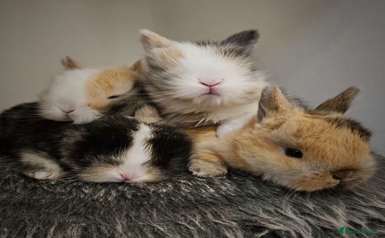 Lionhead rabbits - Advert 1