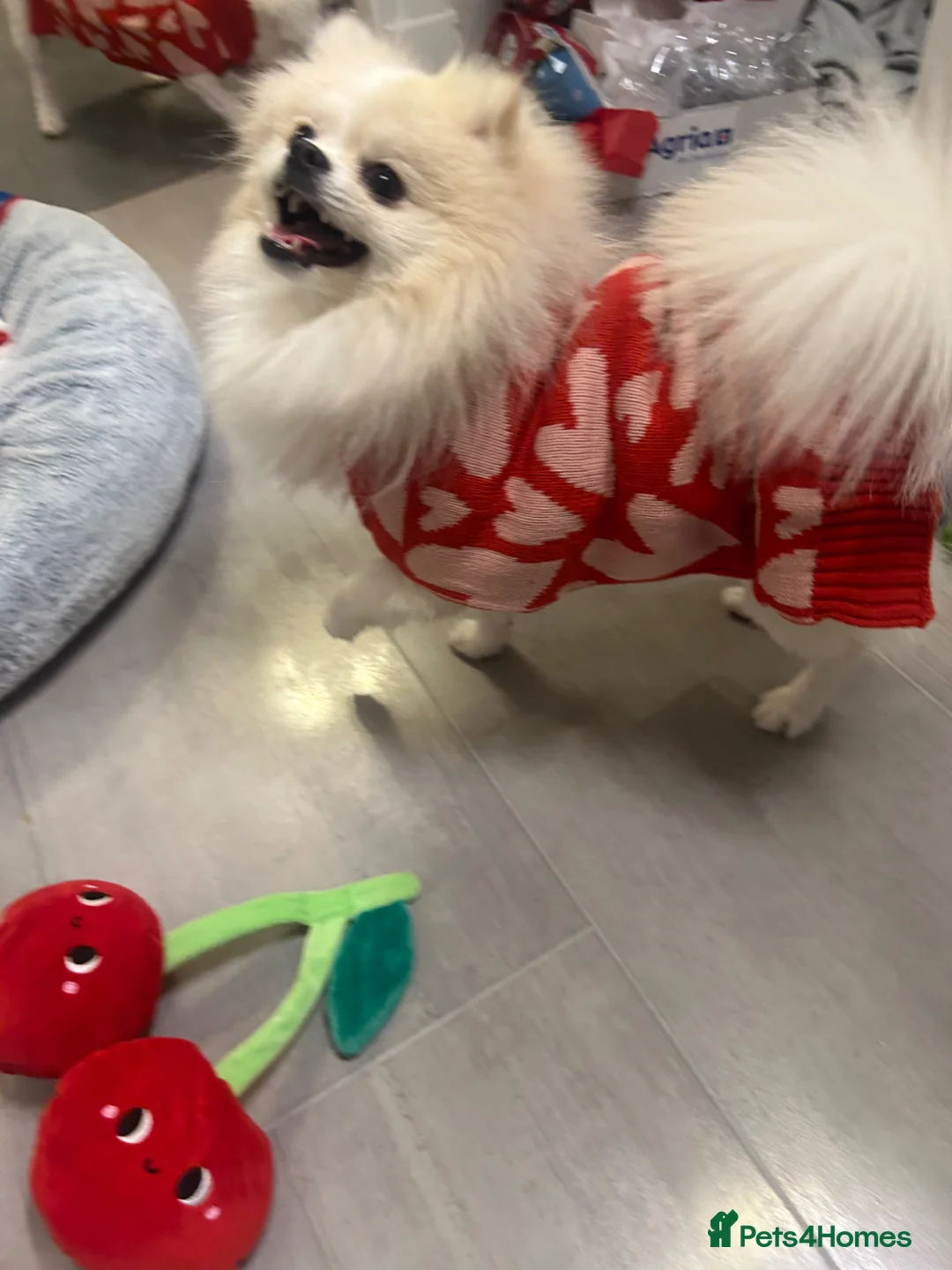 Pomeranian dogs for sale: Pomeranian in Glasgow - Advert 7