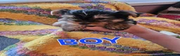 Yorkshire Terrier dogs for sale: Lovely puppies for sale  - Advert 4
