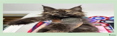 Maine Coon 5
