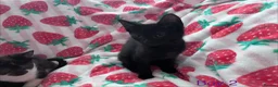 Mixed Breed cats for sale: 5 Kittens Ready to Go! - Advert 11