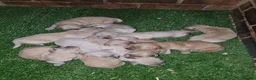 Golden Retriever dogs for sale: Golden Retriever puppys in Harrow London  - Advert 10