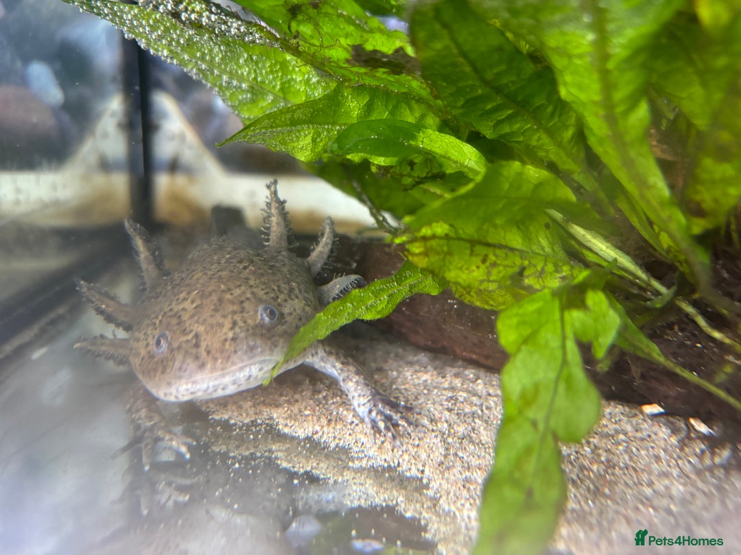 Axolotl reptiles for sale: Three axolotls and full set-up  - Image 2
