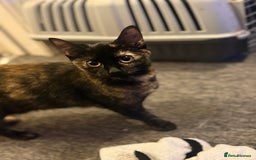British Shorthair cats for sale: Female Tortoise shell tabby  - Image 1