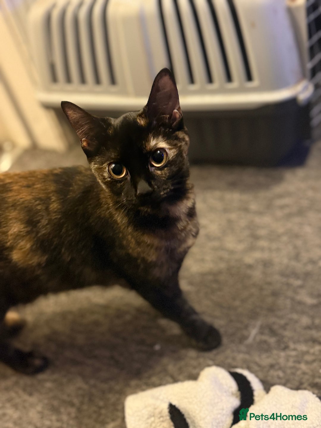 British Shorthair cats for sale: Female Tortoise shell tabby  - Image 1