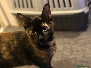 British Shorthair cats - Advert 5