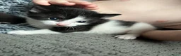 Mixed Breed cats for sale: 3 female kittens available.  - Advert 7