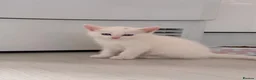 Munchkin cats for sale: Turkish Angora x Munchkin male and female  - Advert 23