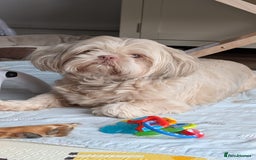 Shih Tzu dogs for sale: 2 Shih Tzu dogs  - Image 3