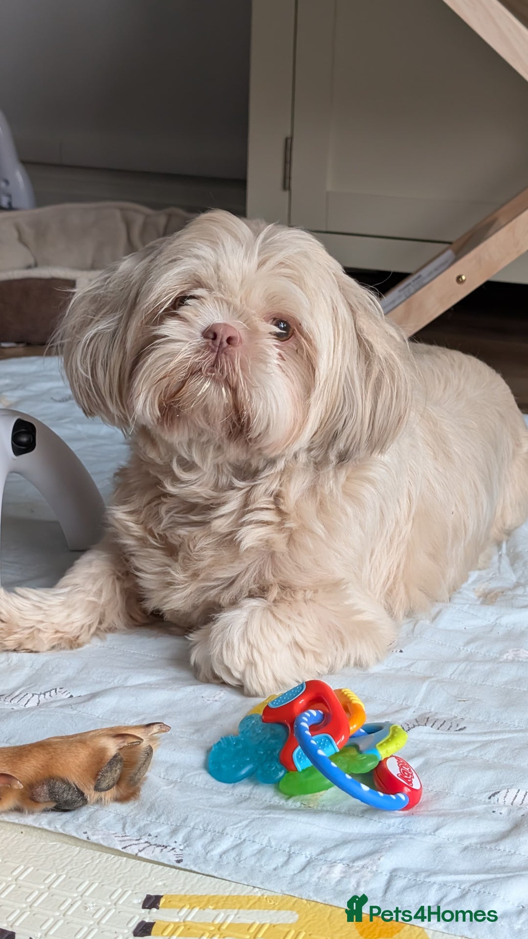 Shih Tzu dogs for sale: 2 Shih Tzu dogs  - Image 3