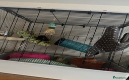 Rat rodents for sale: Female Pair of Rats - Image 1