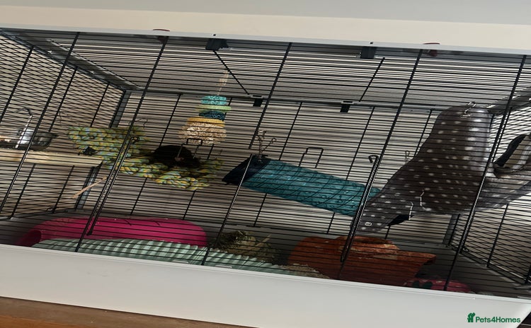 Rat rodents - Advert 2
