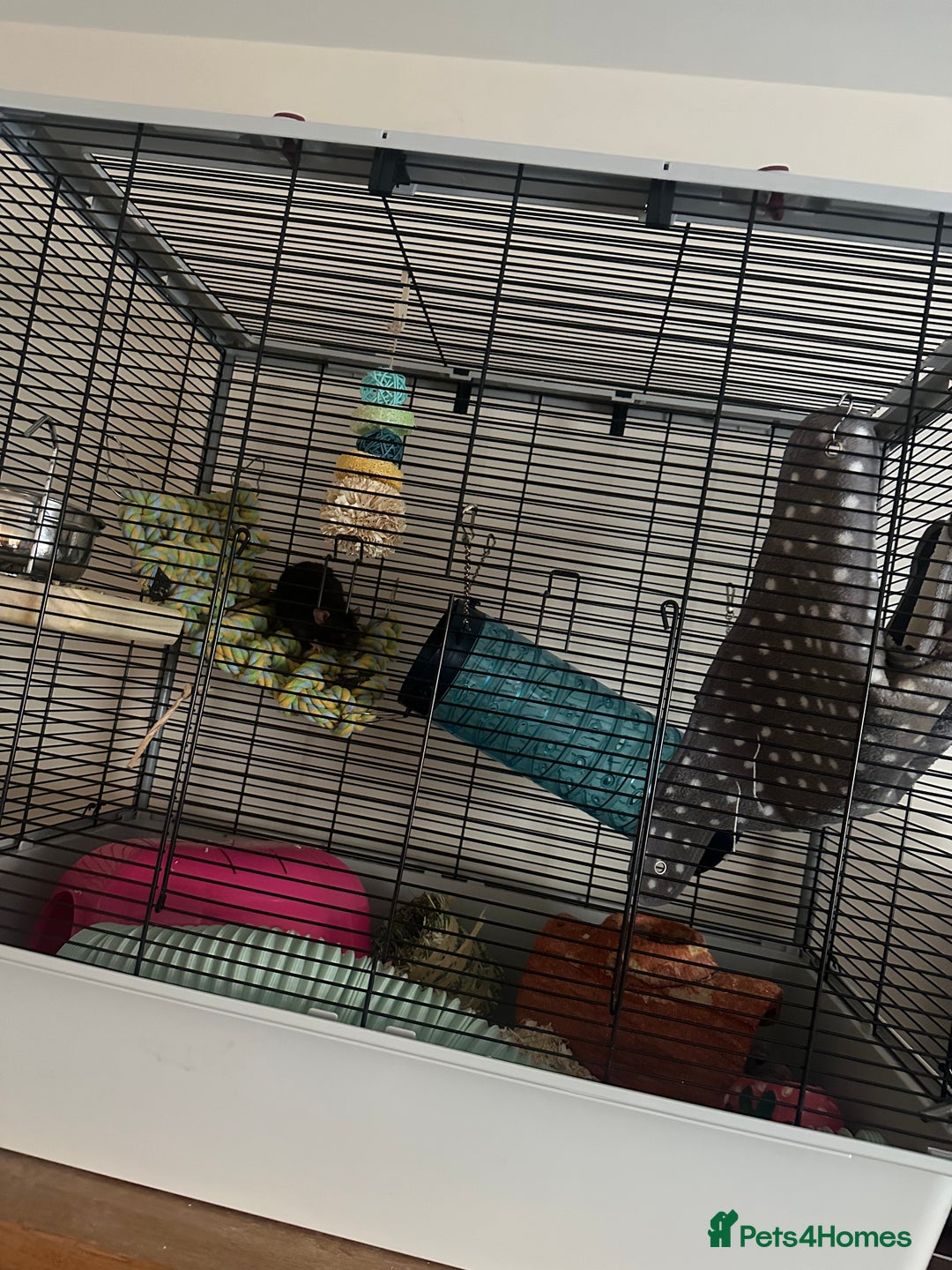 Rat rodents for sale: Female Pair of Rats - Image 1