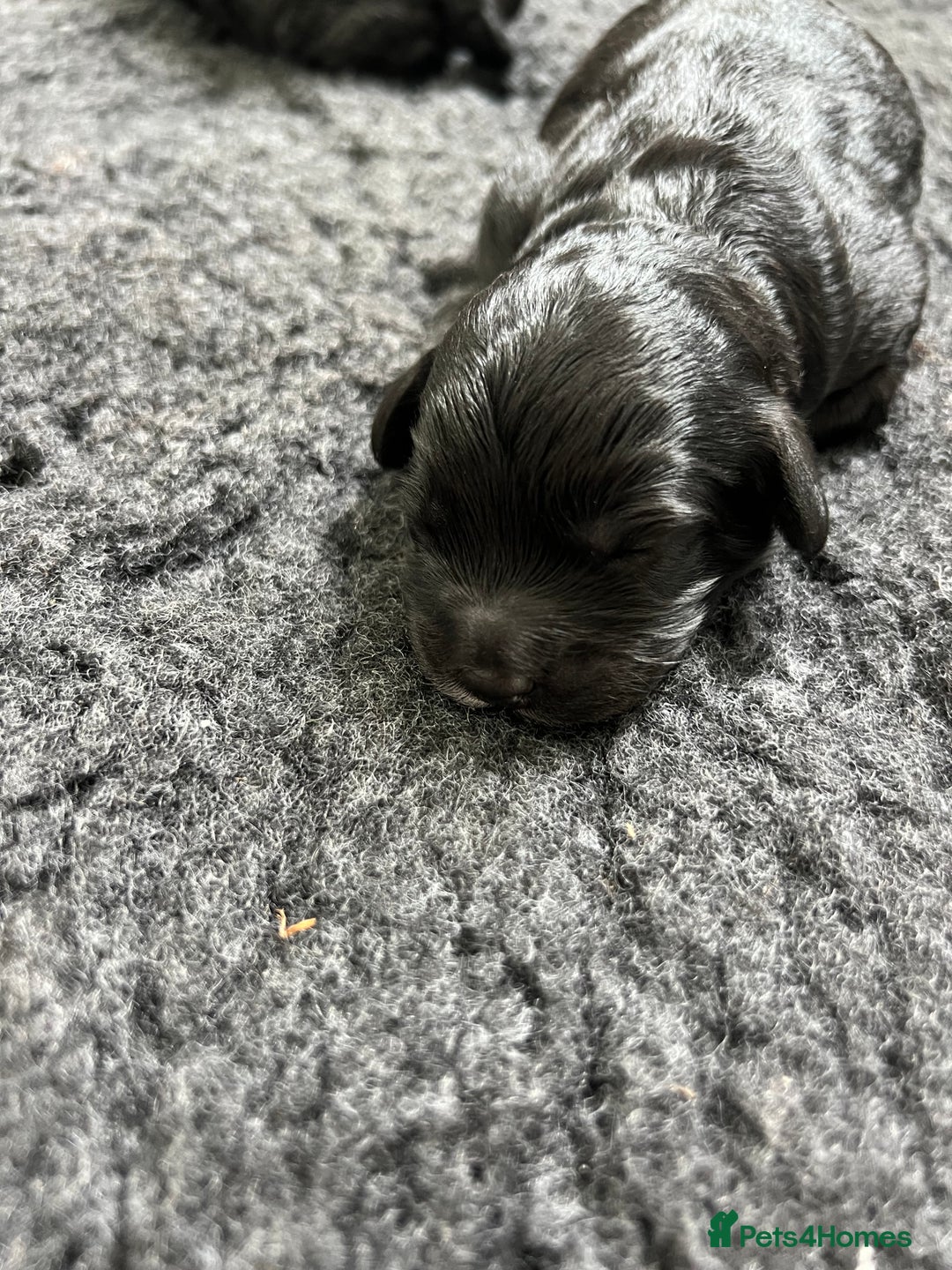 Cavapoo dogs for sale: F1B OUTSTANDING RARE RAINBOW 🌈 BABIES (Cavapoo)  - Image 10