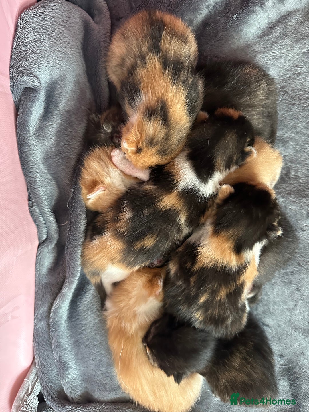 Domestic Shorthair cats for sale: 8 Beautiful kittens with stunning markings  - Image 1