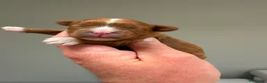 Pink Collar Female