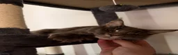 Maine Coon cats for sale: Male maincoon - Advert 2