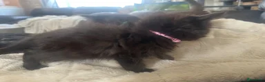 Ragdoll 4