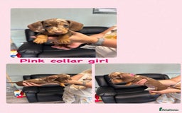 Dachshund dogs for sale: Miniature Dachshund pups £950 - Image 3