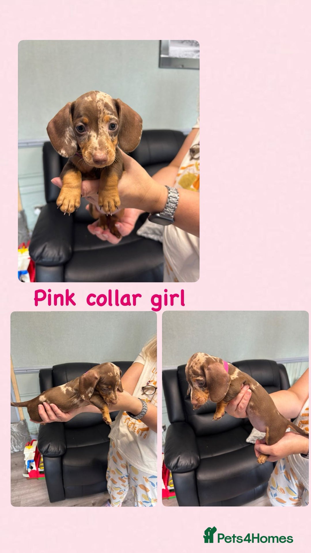 Dachshund dogs for sale: Miniature Dachshund pups £950 - Image 3