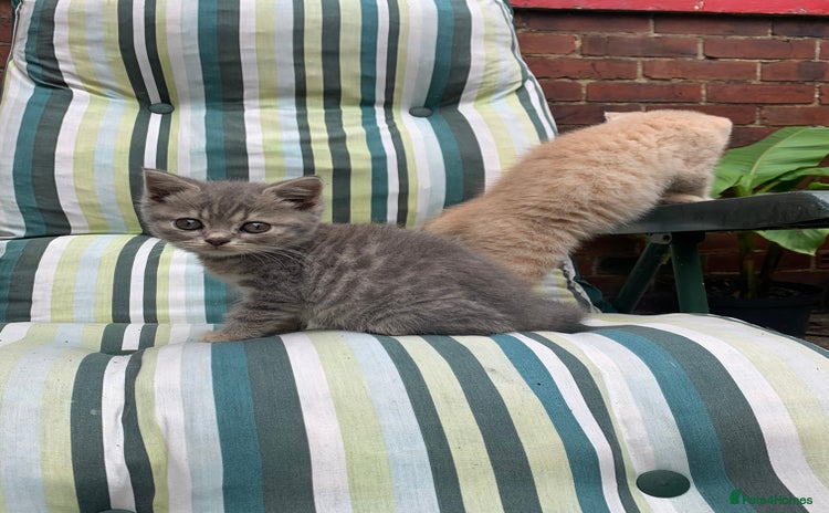 British Shorthair cats - Advert 1