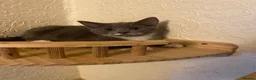 Mixed Breed cats for sale: Last kitten of litter - Advert 1