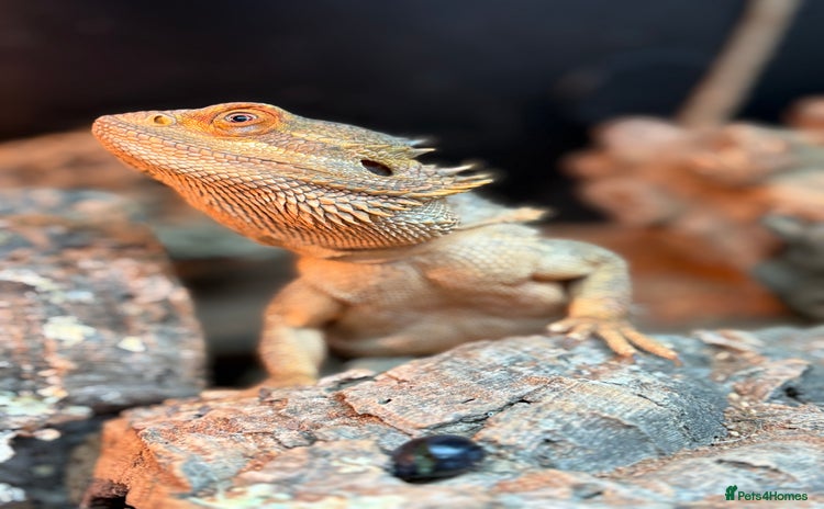 Bearded Dragon reptiles Bearded dragon  - Advert 1
