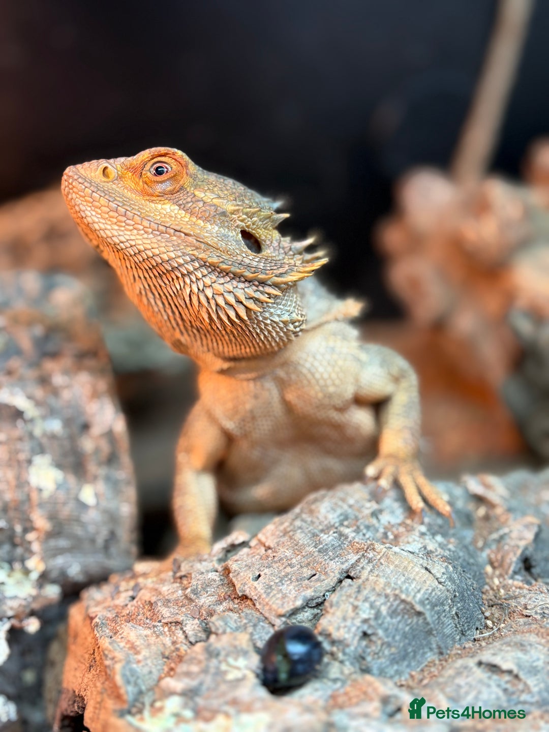 Bearded Dragon reptiles for sale: Bearded dragon  - Advert 1