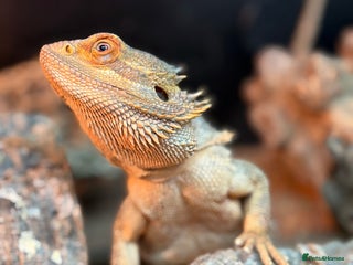 Bearded Dragon reptiles for sale: Bearded dragon - Advert 1