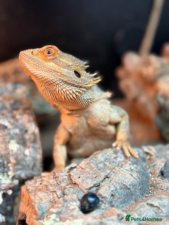 Bearded Dragon reptiles Bearded dragon - Advert 1