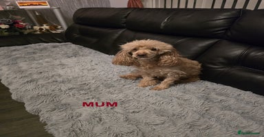 Maltipoo dogs - Advert 10