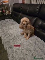 Maltipoo dogs - Advert 10