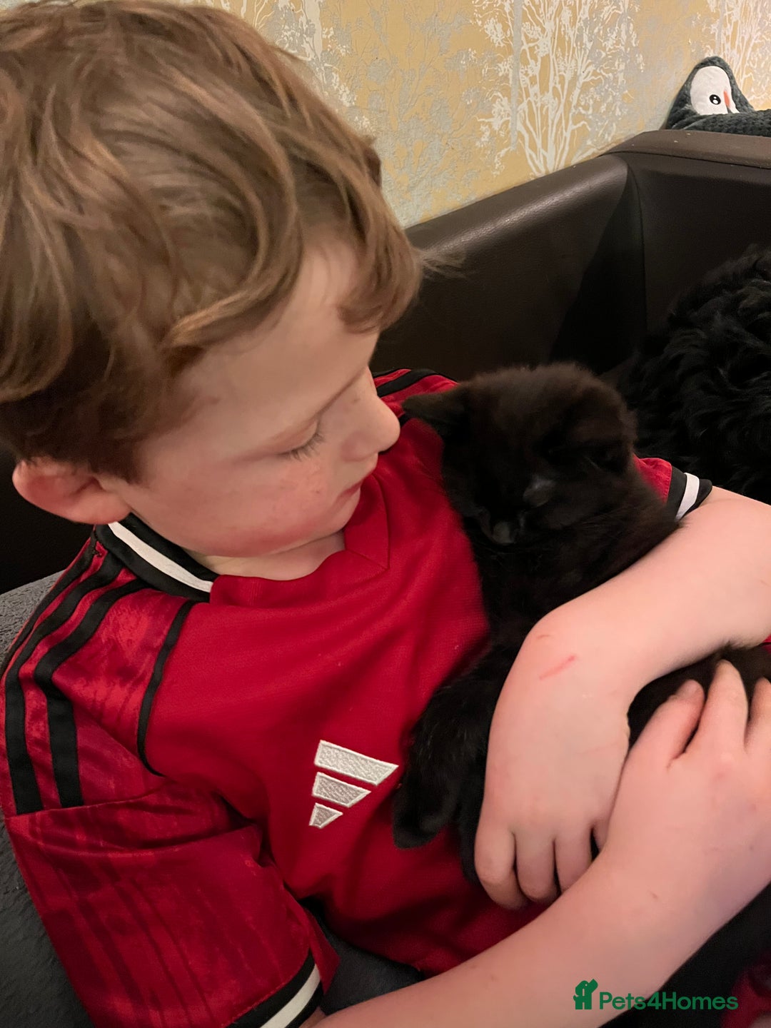 Mixed Breed cats for sale: Big boy - Advert 3