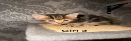 Mixed Breed cats for sale: 6 beautiful tabby kittens - Advert 9