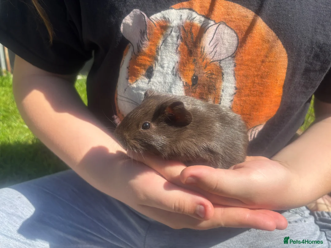 Guinea Pig rodents for sale: Baby Boy/Boar & Baby Girl/Sow Guinea Pigs, Teddy - Advert 1