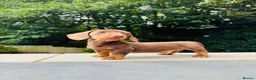 Miniature Dachshund dogs for sale: KC registered. Miniature Dachshunds. PRA clear. - Advert 6