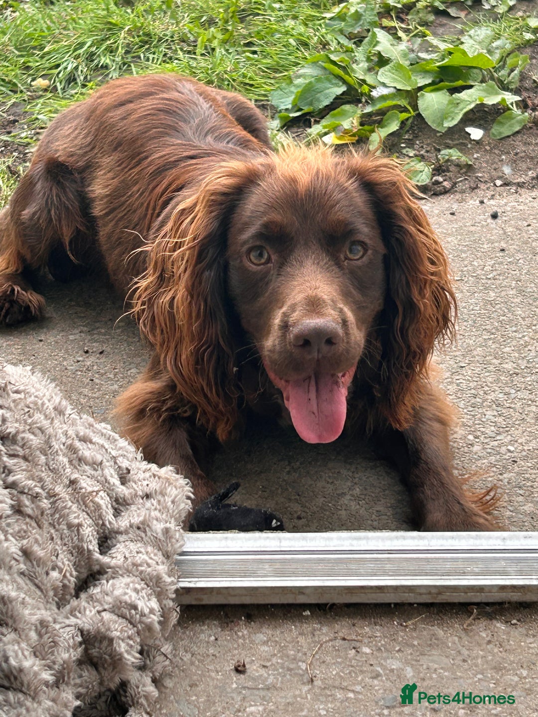 Cocker Spaniel dogs for sale: Chocolate brown cocker in need of a home - Advert 5