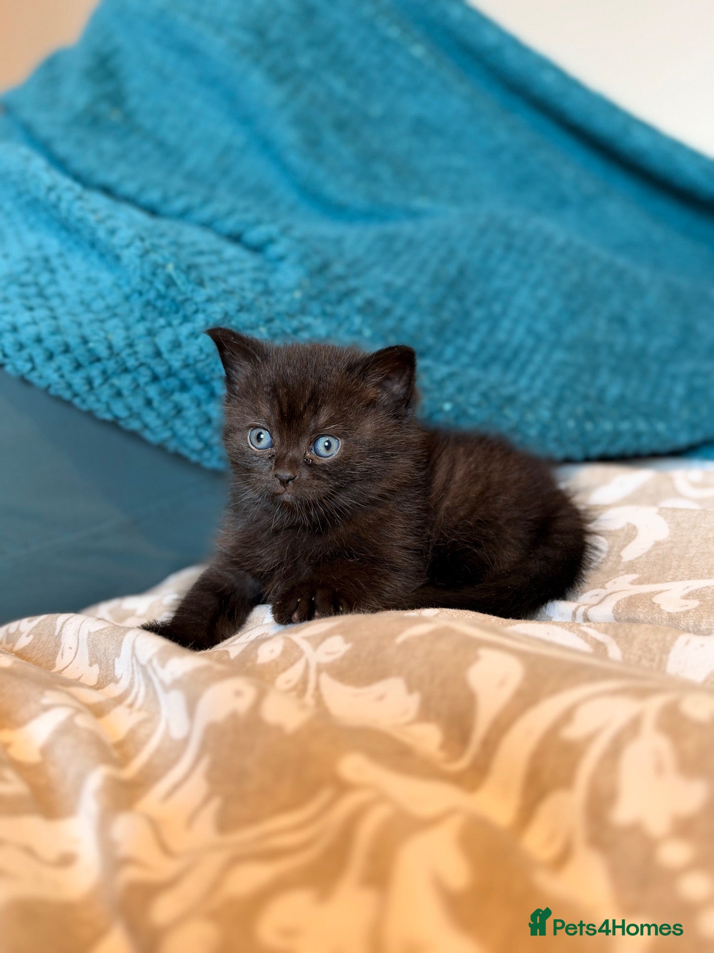 British Shorthair cats for sale: 2 Girls British shorthair, blue and black💕 - Advert 19